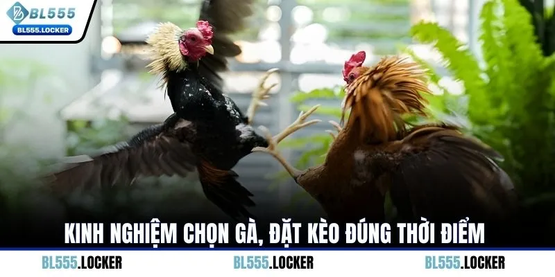 Kinh nghiệm chọn gà, đặt kèo đúng thời điểm